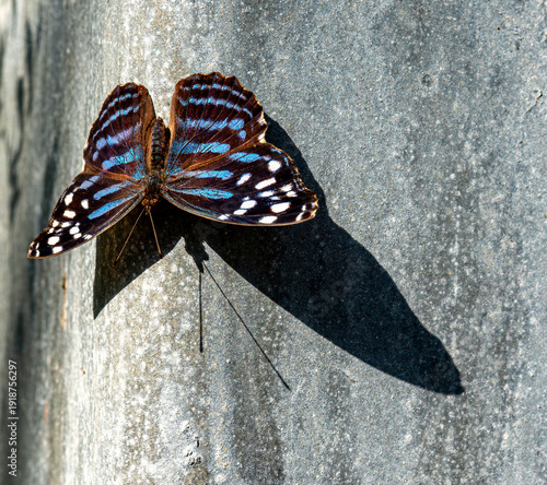 Sub-Tropical Butterfly on textured gray background