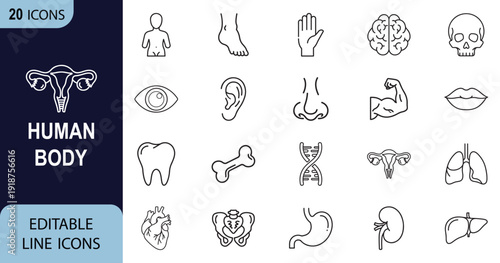 Human Body web line art icon set. Human kidney, liver, heart, stomach, lungs, pelvis collection. Vector illustration.