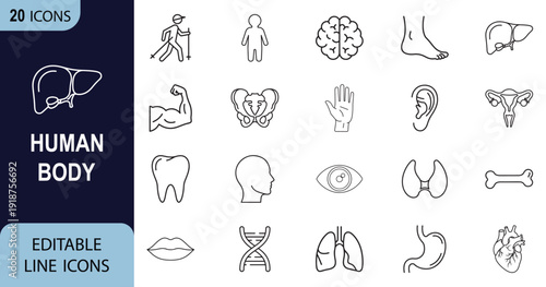 Human Body web line art icon set. Human kidney, liver, heart, stomach, lungs, pelvis collection. Vector illustration.
