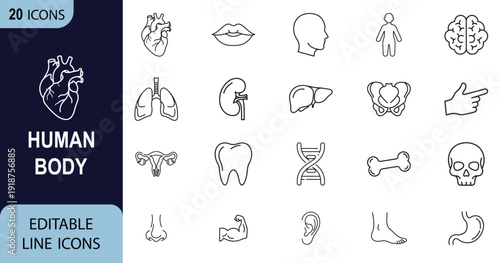 Human Body web line art icon set. Human kidney, liver, heart, stomach, lungs, pelvis collection. Vector illustration.