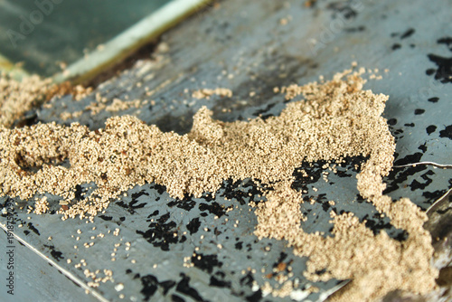 Piles of drywood termite droppings or frass on painted wood surfaces. Signs of termite infestation on residential property.