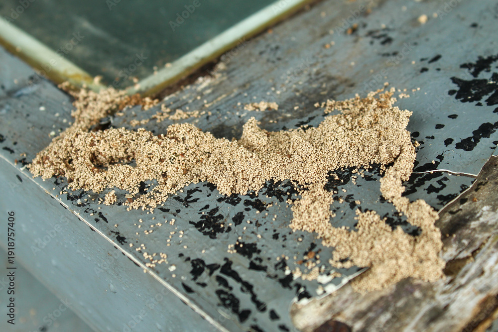 Fototapeta premium Piles of drywood termite droppings or frass on painted wood surfaces. Signs of termite infestation on residential property.