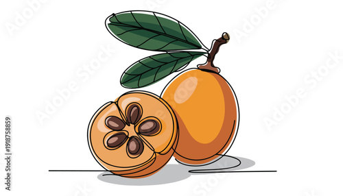 One continuous line illustration of an Kumquat fruits, isolated on white background.