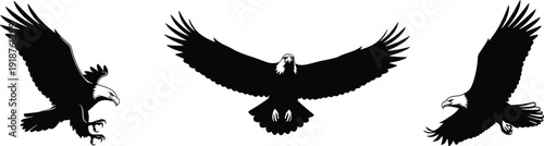 Bald eagle silhouettes set with birds flying with open wings, predator soaring in sky, hunting poses, cad drawing flat vector illustration.