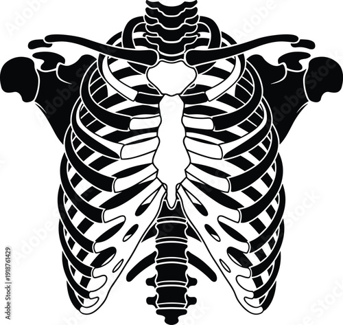 Human rib cage skeletal chest anatomy illustration with sternum, ribs, clavicle, and vertebrae, medical biological structure, cad drawing flat vector illustration.