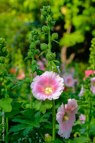 Hollyhock, Alcea rosea and leaf in the gatden
