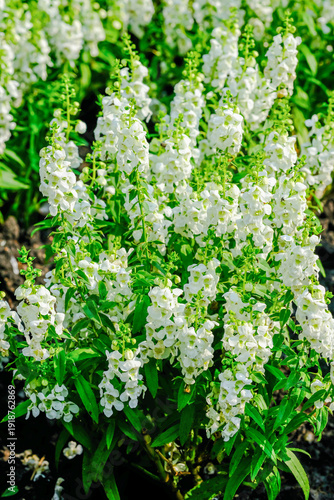 Angelonia goyazensis Benth in the garden