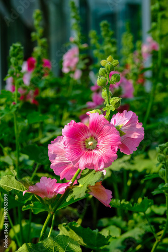Hollyhock, Alcea rosea and leaf in the gatden