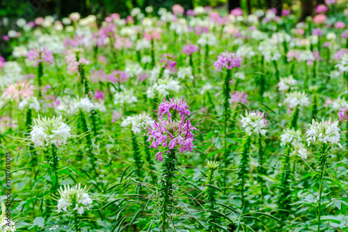 Spider Flower  and leaves in the garden
