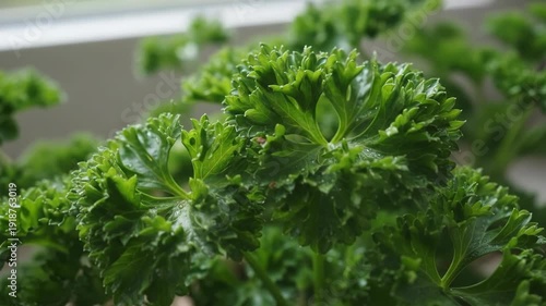 Close up of fresh curly parsley leaves in natural light.