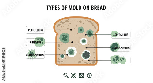 An infographic illustration of types of mold on bread with labeled fungus growth.