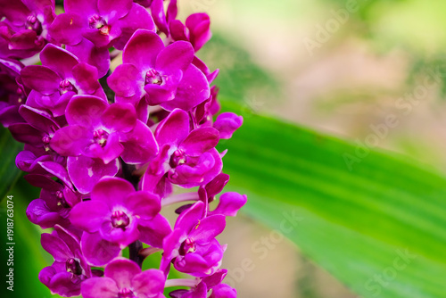 Orchidaceae isolated nature background in the park