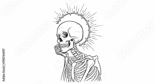 Detailed Anatomical Drawing of Human Skeleton.