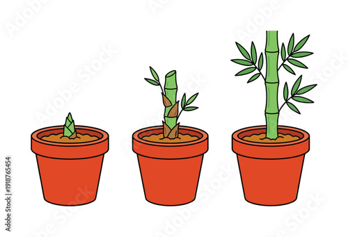 Bamboo plant growth stages in pots illustration from sprout to mature plant