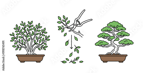 Bonsai tree pruning process and gardening tools with japanese style miniature plant