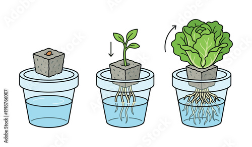 Hydroponic plant growing stages isolated on white background
