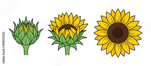 Sunflower growth stages showing bud blooming and full open yellow flower head
