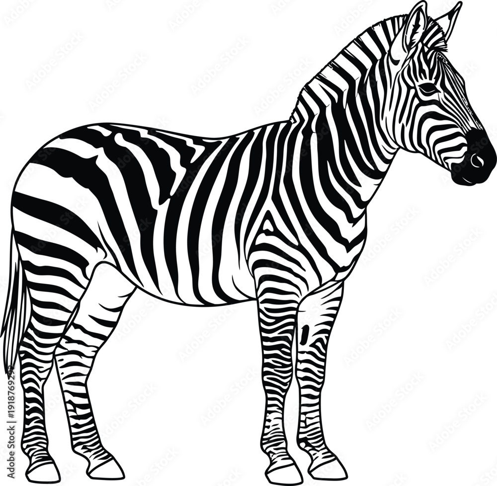 Naklejka premium Striking black and white illustration of a standing zebra showcasing its distinctive striped pattern isolated on a plain background