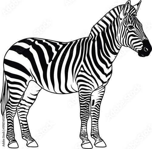 Striking black and white illustration of a standing zebra showcasing its distinctive striped pattern isolated on a plain background