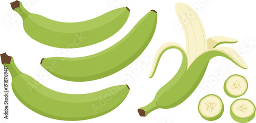 Flat vector illustration of fresh green bananas and plantains featuring whole fruit bunches a peeled fruit and sliced rounds for healthy organic cooking and educational designs.
