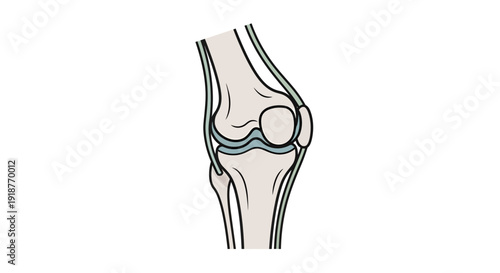 Knee joint vector illustration, medical graphic, anatomy design, healthcare concept