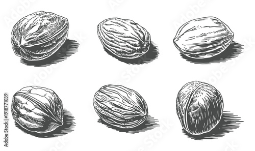 Six Hand-Drawn Nutmegs in a Vintage Engraving Style