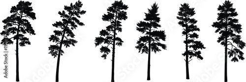 Set of pine and spruce trees silhouettes cad drawing flat vector illustration with various forest evergreen fir and cedar plants