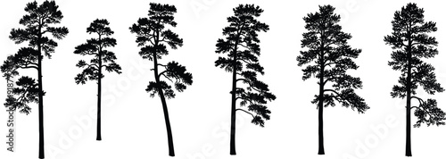 Set of pine and spruce trees silhouettes cad drawing flat vector illustration with various forest evergreen fir and cedar plants