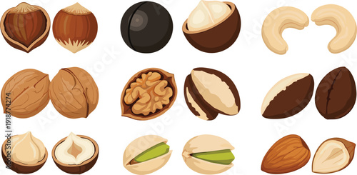 Detailed vector set of various nuts and seeds including hazelnuts, walnuts, cashews, pistachios, almonds, and macadamia for healthy snack packaging, nutrition blogs, and organic food market designs.