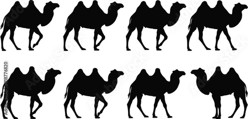 Camel silhouettes with two humps, walking poses, wildlife desert animal vector illustration design for outdoor themes and nature artwork