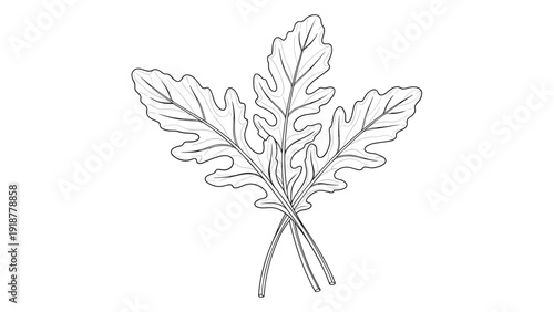 Detailed line art illustration of fresh arugula leaves with thin stems commonly used in salads and culinary dishes.