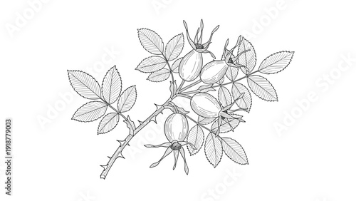 Detailed black and white botanical line art illustration of a wild rose branch with thorns, leaves, and rose hip fruits.