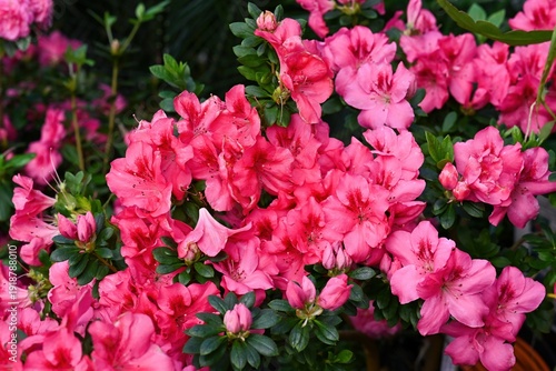 Beautiful pink azalea flower blooming in spring garden. Flowering rhododendron indicum plant with green leaf and bud for creative floral background.