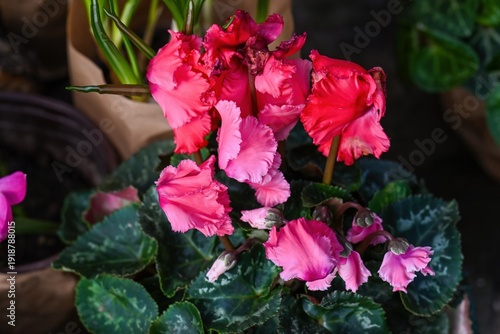 Beautiful pink fringed cyclamen flower blooming in pot. Creative spring cyclamen persicum plant with green leaf for floral background and decor idea.