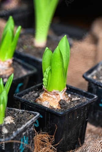 Close up of spring hyacinth flower bulb in black plastic pot at floral market. Growing hyacinthus orientalis plant with green leaf for flower shop.