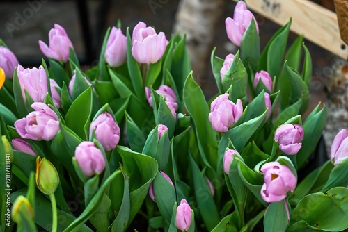 Beautiful lilac tulip flower blooming in spring garden. Tender purple tulip plant with green leaf for creative floral background and decor design.