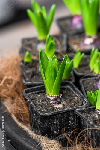 Close up of spring hyacinth flower bulb in black plastic pot at floral market. Growing hyacinthus orientalis plant with green leaf for flower shop.