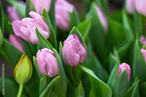Beautiful lilac tulip flower blooming in spring garden. Tender purple tulip bud with green leaf for creative floral background and decor design idea.