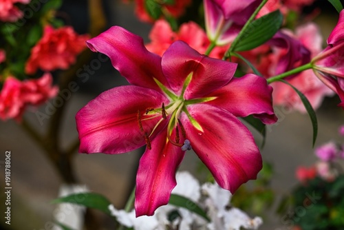 Bright pink lily flower blooming in spring garden. Beautiful lily hybrid plant with green leaf and azalea for floral background and nature decor.