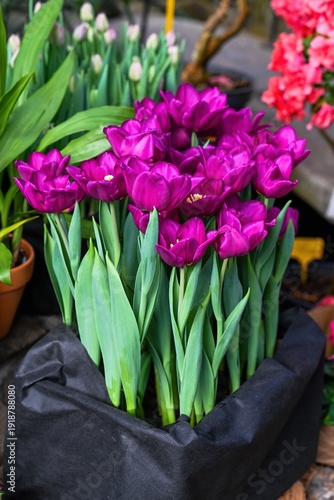 Creative spring garden idea with purple peony tulip flower in black textile box. Blooming double tulip plant for home decoration and floral market.