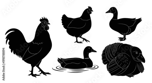 Black Silhouette Illustrations of Farm Birds Roosters Hens Ducks Geese and Turkeys.