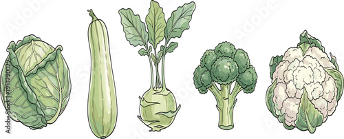 Hand Drawn Green Vegetables Vector Set Featuring Cabbage, Zucchini, Kohlrabi, Broccoli and Cauliflower for Organic Food, Farm Market and Healthy Diet Design.