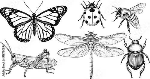 Detailed black and white insect vector illustration featuring butterfly, ladybug, bee, grasshopper, dragonfly, beetle with anatomical accuracy