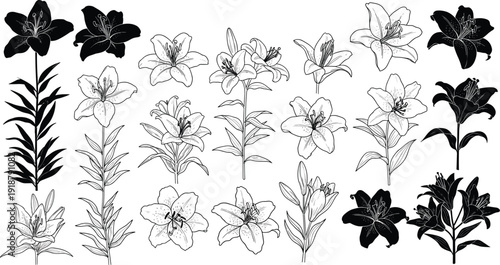 Detailed vector illustration of diverse lily flowers, botanical black and white floral graphics, petal variations, leaf arrangements, artistic design elements