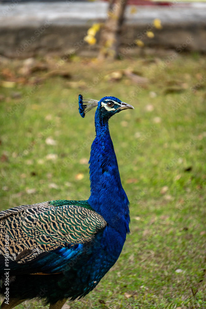 Obraz premium Close-up of peacock (Pavo cristatus) showing feather detail in natural outdoor setting, Northern India