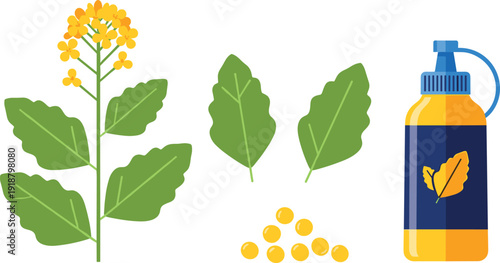 Rapeseed plant and oil illustration set. Yellow flowers, green leaves and scattered seeds with squeeze bottle. Minimal flat design isolated on white background with gray border.