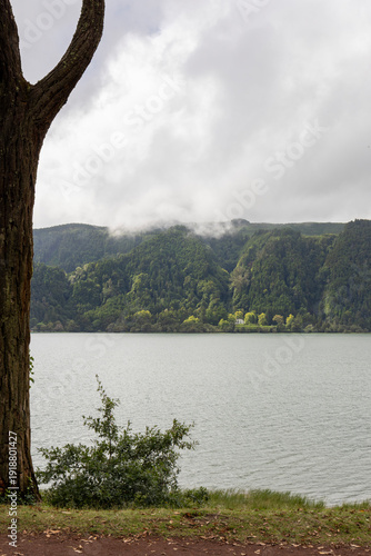 A tree is next to a body of water