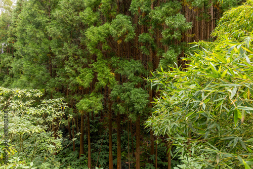 A forest with a lot of trees and a few bushes