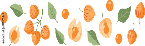 Physalis fruit and leaves seamless border with cape gooseberry berries botanical decorative vector illustration for organic food packaging design.