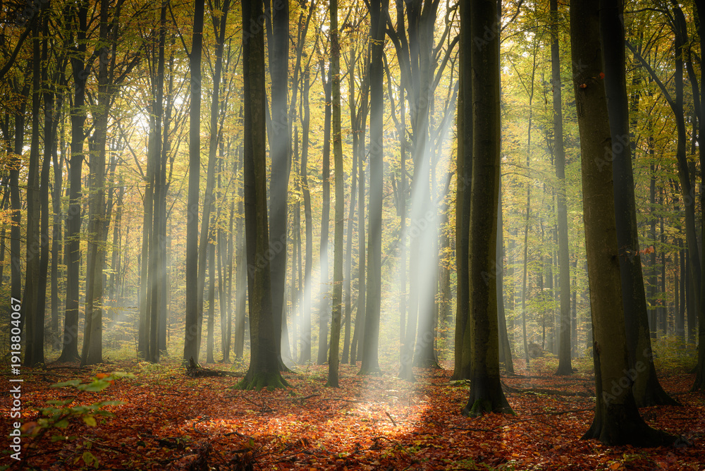 custom made wallpaper toronto digitalSunny morning in the autumn forest